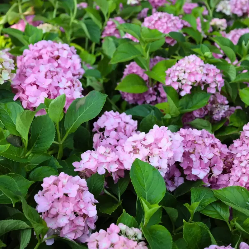 Cardinal Red Hydrangea