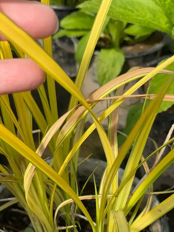 Carex elata ” Bowles Golden” (Sedge)
