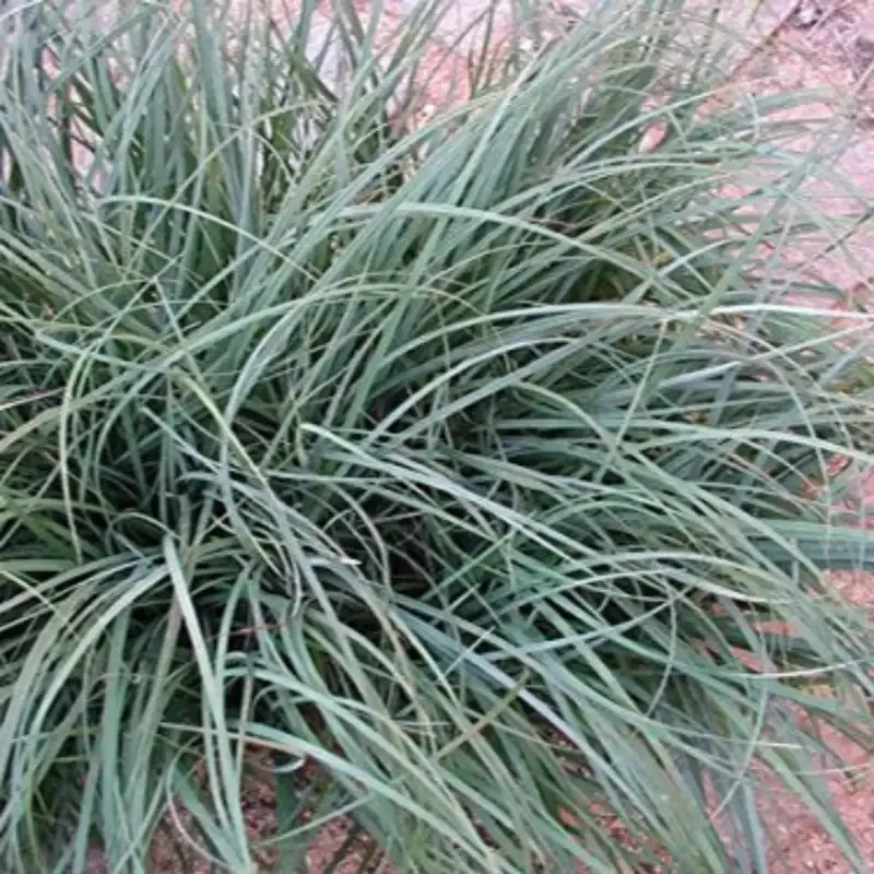 Carex Flacca (A.K.A Glauca)