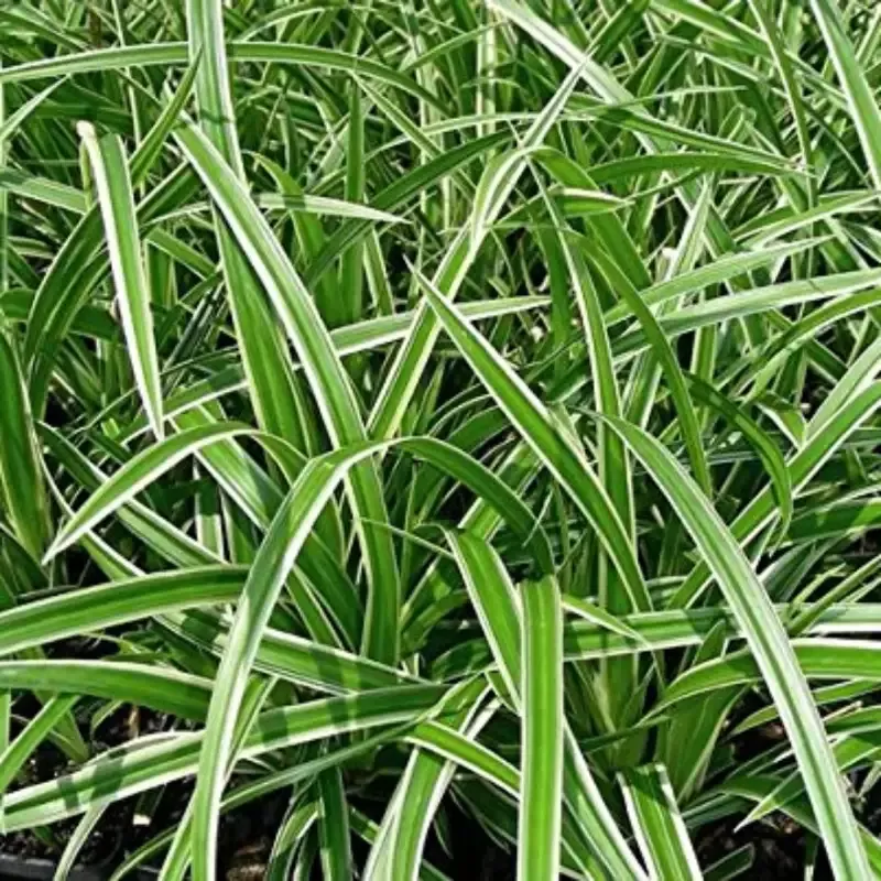 Carex morrowii ‘Ice Dance’