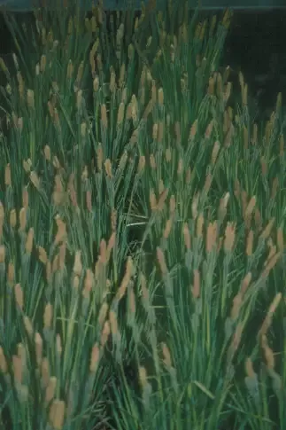 Carex nigra “Black Flowering Sedge”