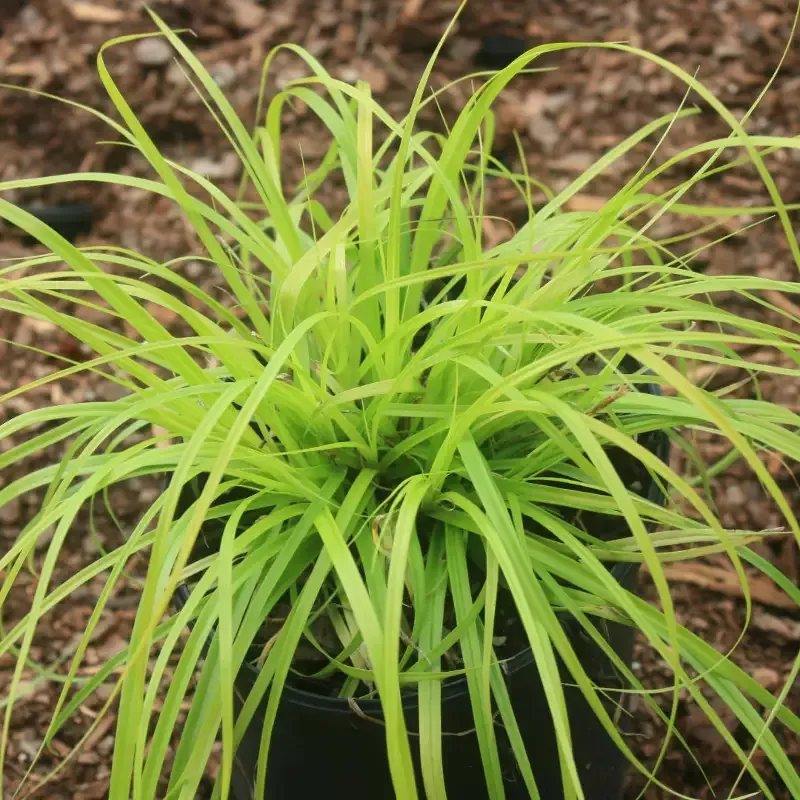 Carex oshimensis Evercolor ‘Everillo’