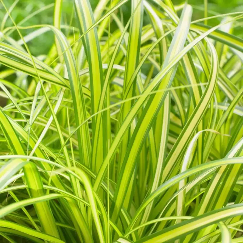 Carex oshimensis Evercolor ‘Eversheen’