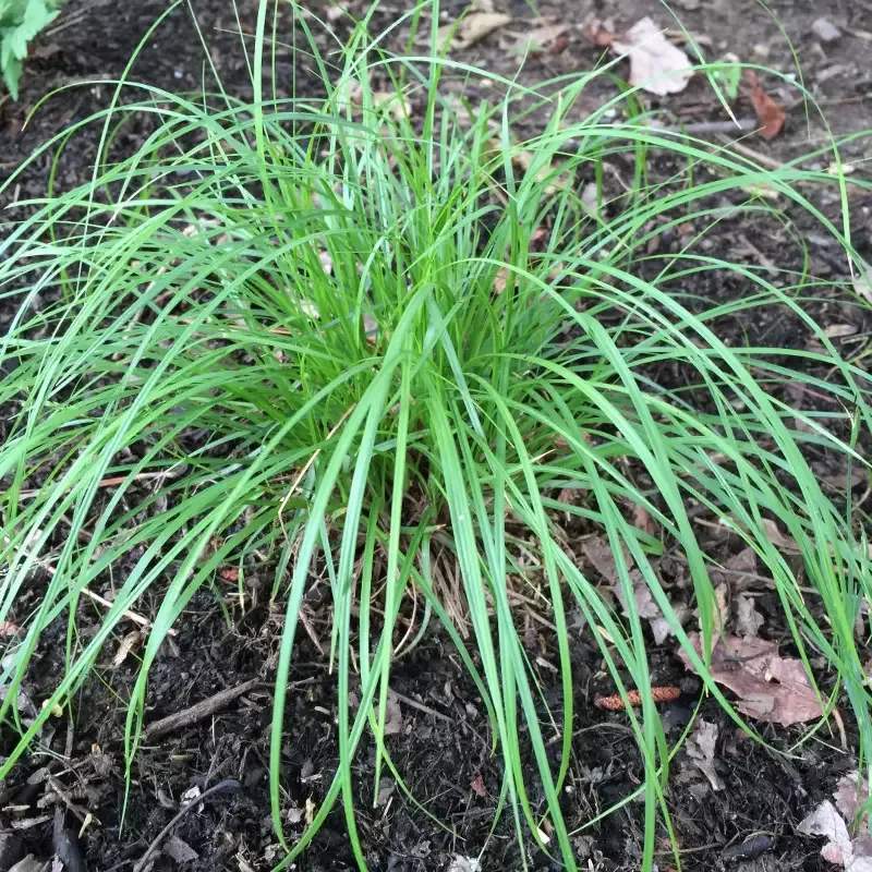 Carex Pensylvanica Sedge
