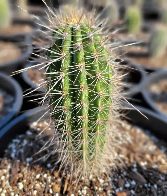 Carnegiea gigantea – Saguaro