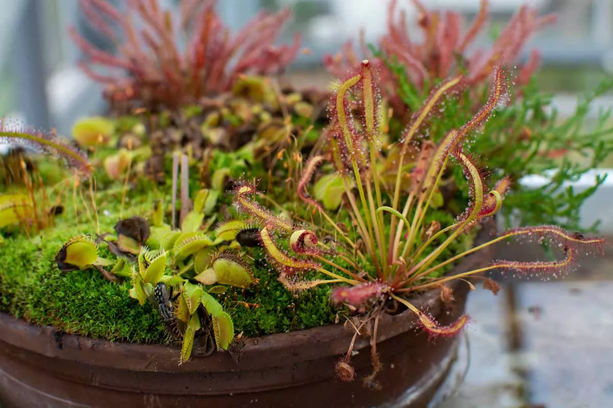 Carnivorous Garden