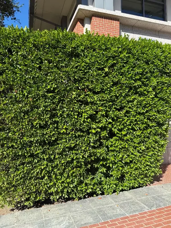 Carolina Cherry Laurel
