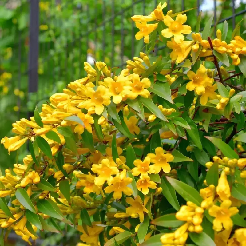 Carolina Jasmine Vine