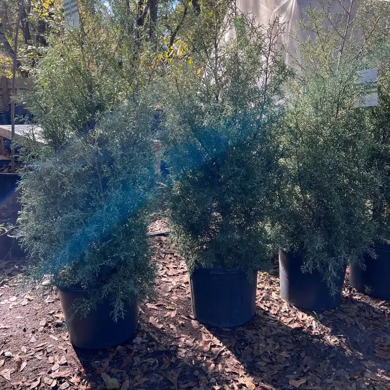 Carolina Sapphire Cypress Multipack