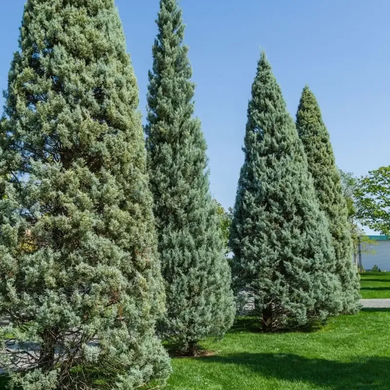 Carolina Sapphire Cypress