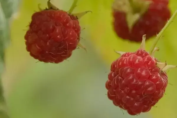 Caroline Raspberry-8 Cell