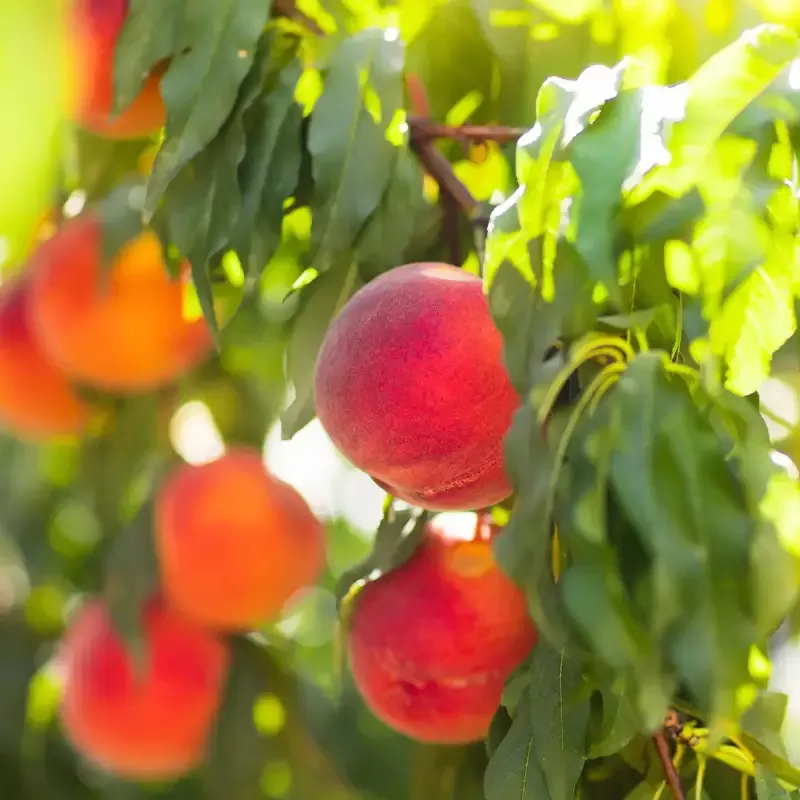 Carored Peach