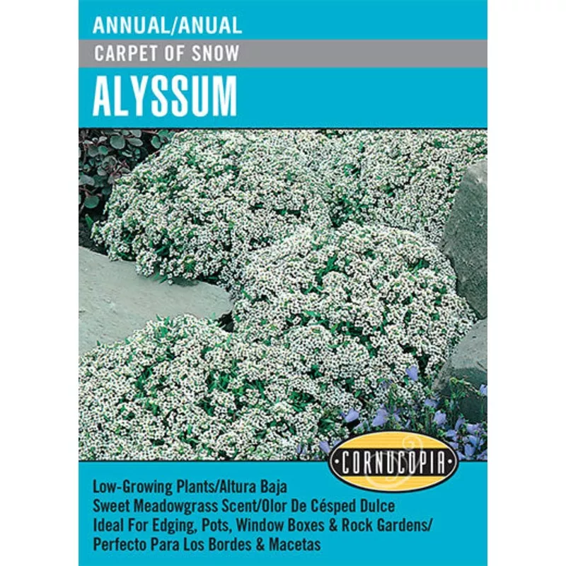 ‘Carpet Of Snow’ Alyssum – English/Spanish