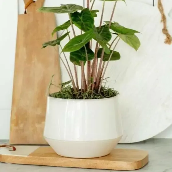 Carter’ Tapered Ceramic Crock