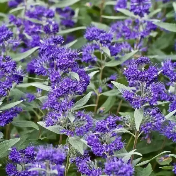 Caryopteris, Dark Knight