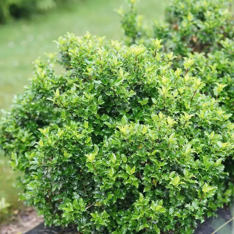 Castle Keep™ Blue Holly (Ilex)