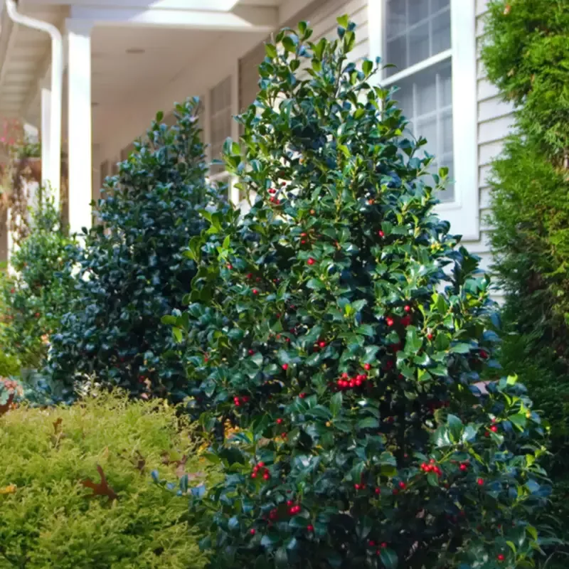 Castle Spire™ Blue Holly (Ilex)