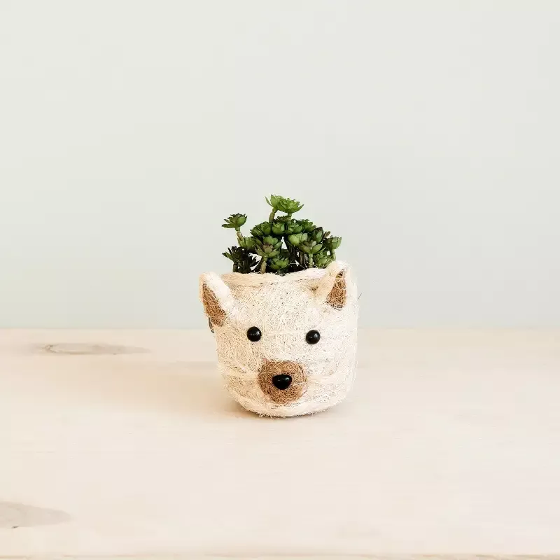 Cat Succulent Planter – Animal Head Planters