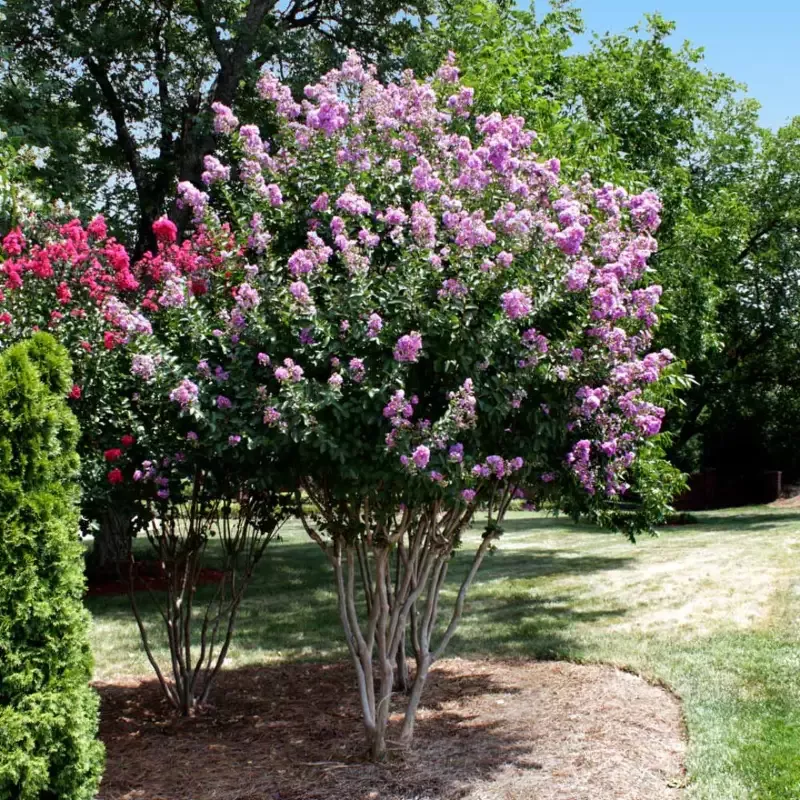 Catawba’ Crape Myrtle, Clusters of Deep Purple Flowers