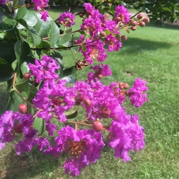 Catawba Crape Myrtle