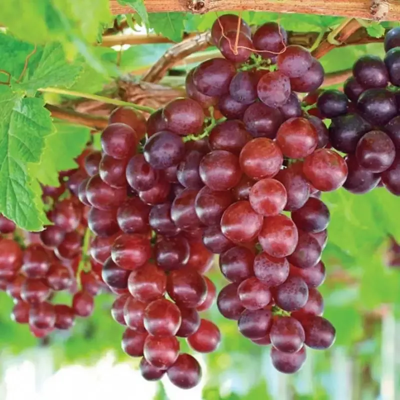 Catawba Red Grape Vine