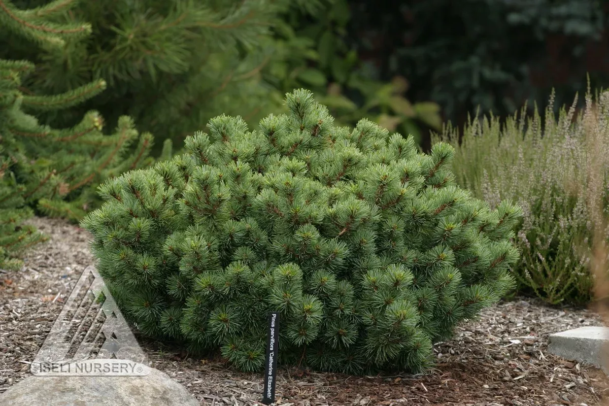 Catherine Elizabeth Japanese White Pine