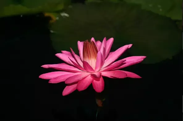 Catherine Marie –NightTropical Lily