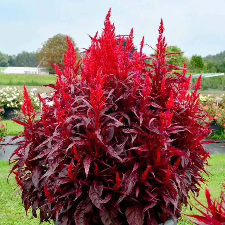 Celosia Dragon’s Breath