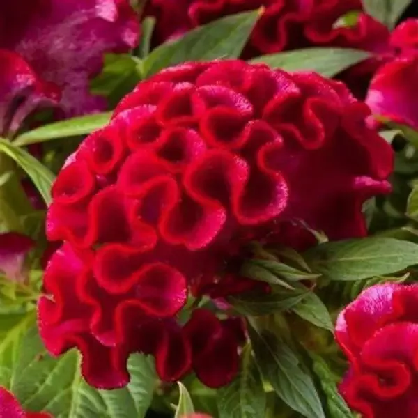 Celosia Twisted Strawberry