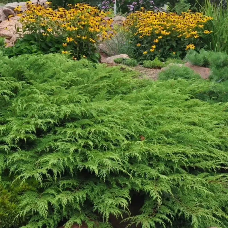 Celtic Pride™ Siberian Cypress