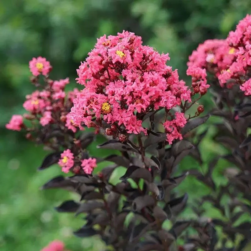 Center Stage™ Coral Crapemyrtle (Lagerstroemia)