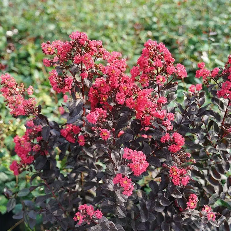 Center Stage™ Pink Crapemyrtle (Lagerstroemia)