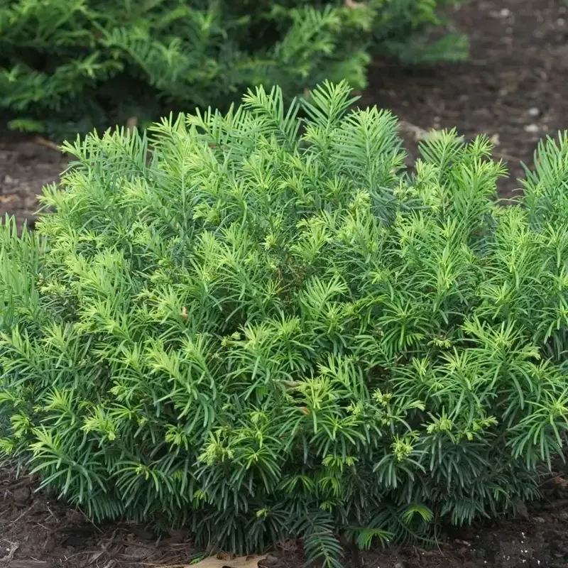 Cephalotaxus Harringtonia Duke Gardens