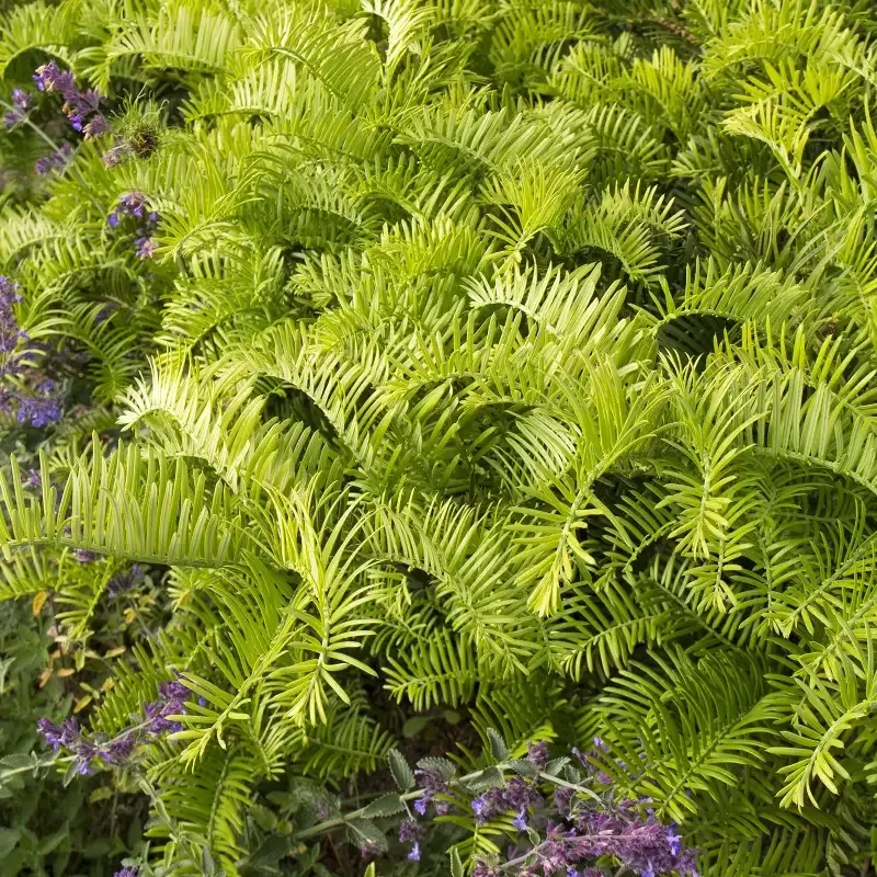 Cephalotaxus Prostrata Creeping Yew