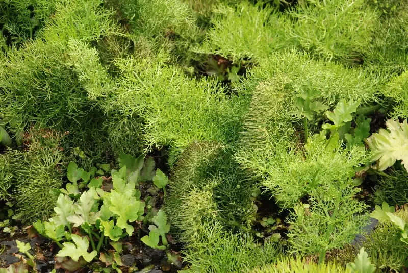 Ceratopteris thalictroides “Floating Fern”