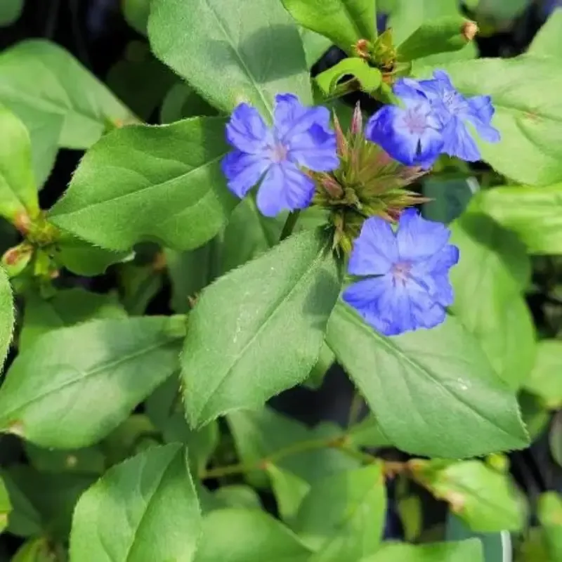 Ceratostigma plumbaginoides Plumbago – [EG]