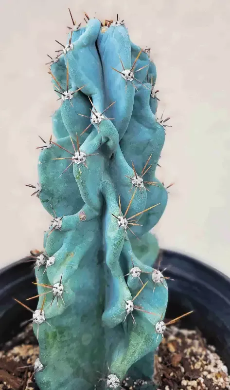 Cereus peruvianus v. monstrose