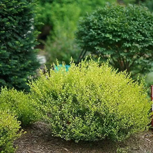 Cesky Gold™ Dwarf Birch (Betula)