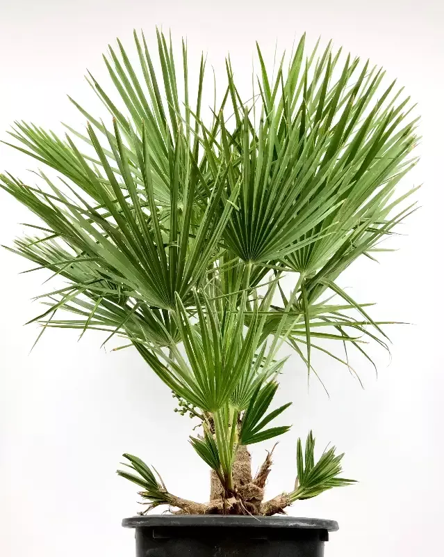 Chamaerops humilis – European fan palm