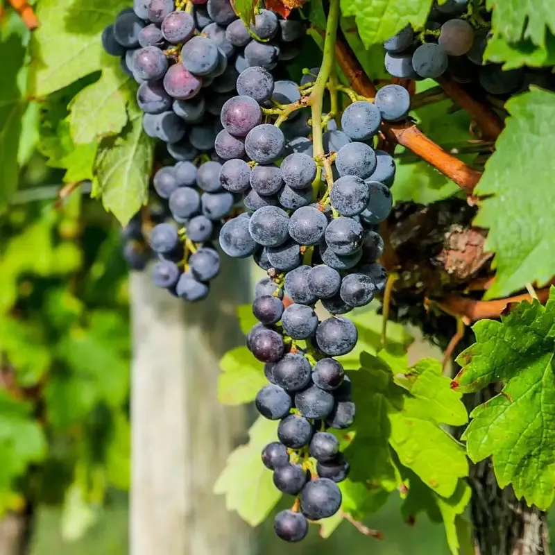 Chambourcin Blue/Black Grape