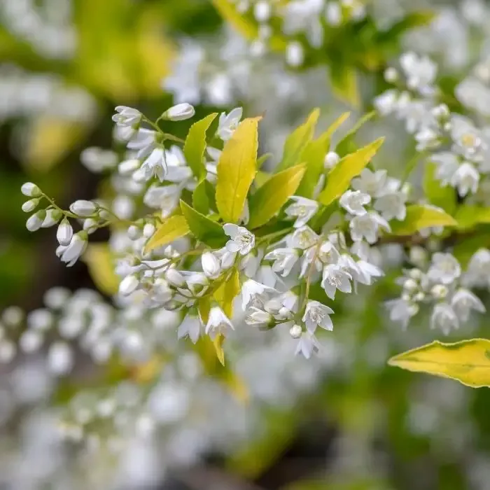 Chardonnay Pearls™ Deutzia