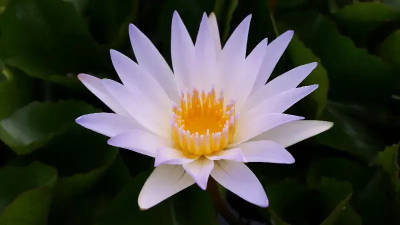 Charles Thomas– Day Blooming Tropical Lily