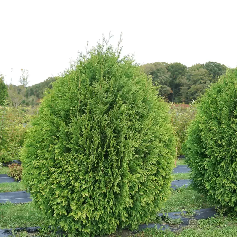 Cheer Drops™ Arborvitae (Thuja)