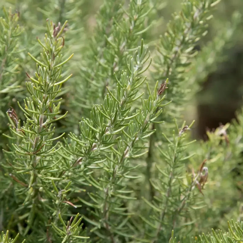 Chef’s Choice Rosemary