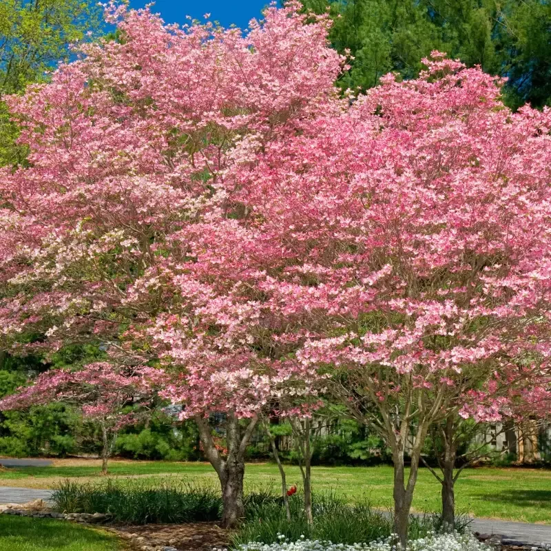 Cherokee Chief Dogwood