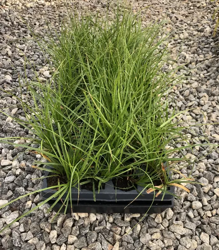 Cherokee sedge, Carex cherokeensis, 32 cell plug flat