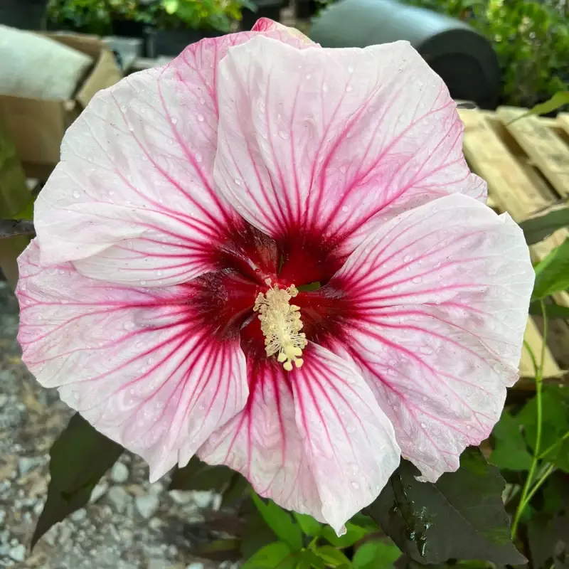 Cherry Choco Latte Hibiscus PPAF