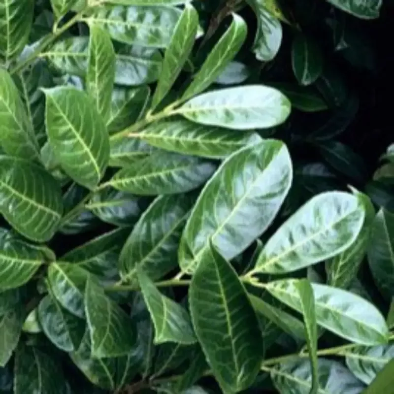 Cherry Laurel Compacta