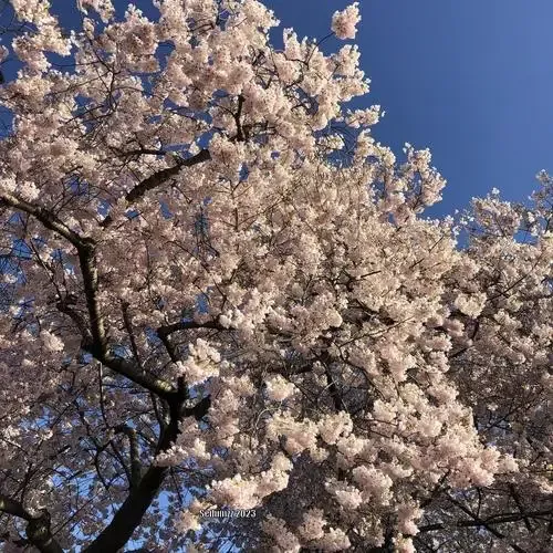 Cherry – Yedo Akebono Yoshino