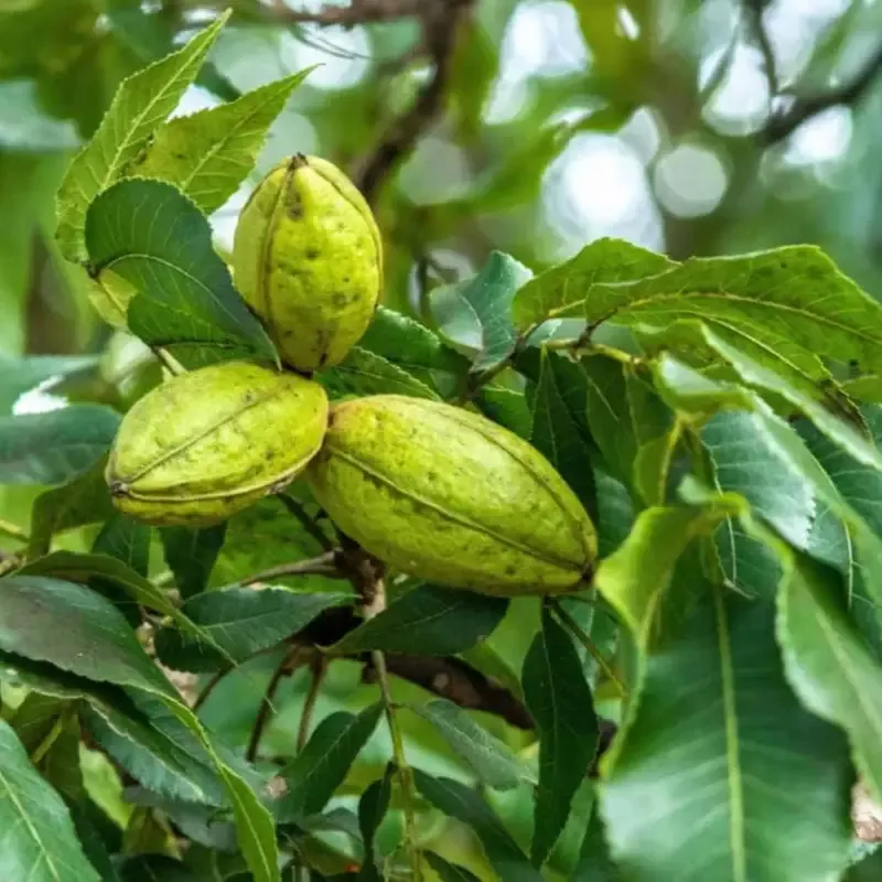 Cherryle Pecan Tree